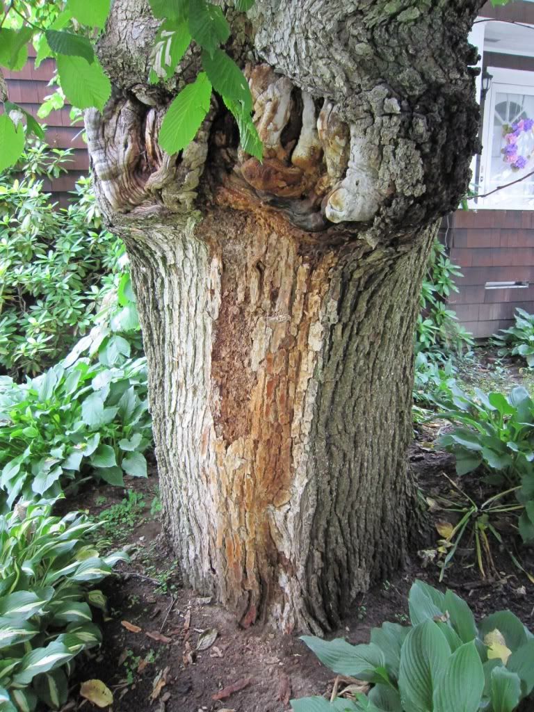 Trunk Rot