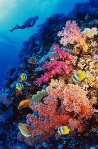 coral-reef-wall.jpg