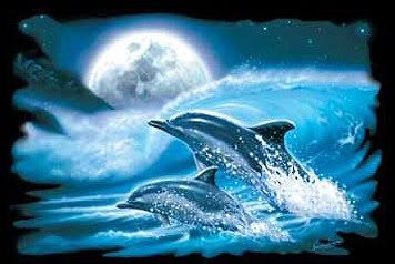 dolphin and moon Pictures, Images and Photos