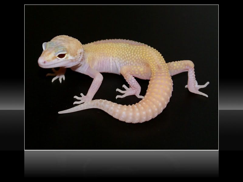 tremper2.jpg