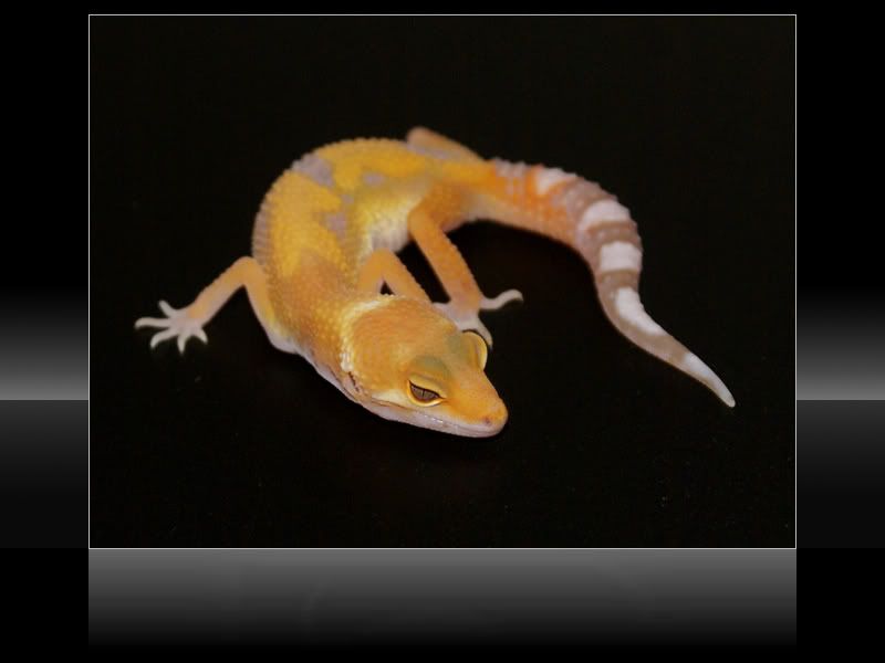 tremper3.jpg