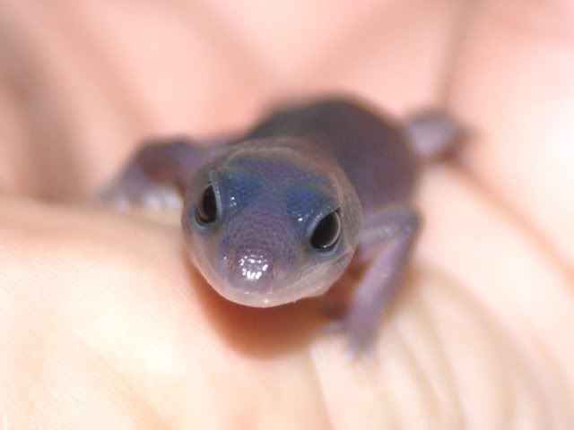 patternless_AFT_closeup-1.jpg