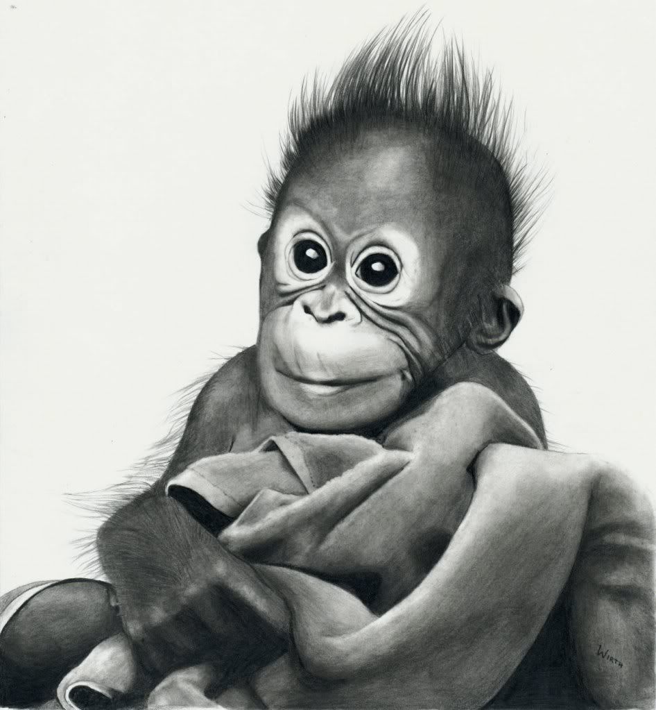 Baby Orangutan Images