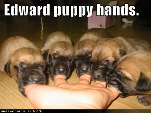 cute-puppy-pictures-edward-puppy-hands.jpg