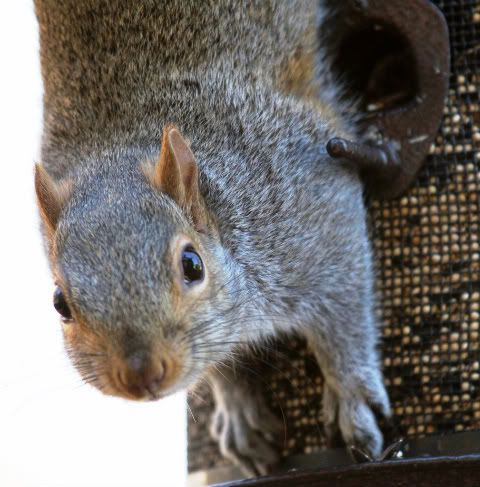 IMAGE: http://i998.photobucket.com/albums/af105/pbsteve77/IMG_0924-1.jpg