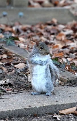 IMAGE: http://i998.photobucket.com/albums/af105/pbsteve77/IMG_0930-1-1-1.jpg