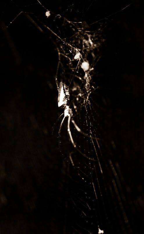 IMAGE: http://i998.photobucket.com/albums/af105/pbsteve77/goldenorb21of1.jpg