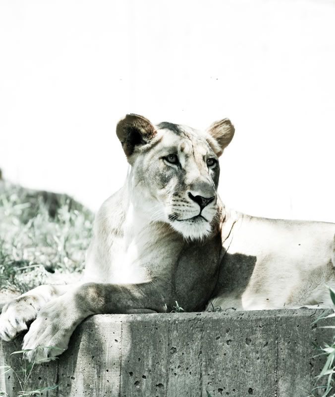 IMAGE: http://i998.photobucket.com/albums/af105/pbsteve77/lion41of1.jpg