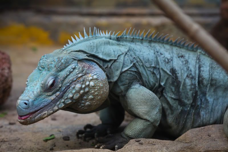 IMAGE: http://i998.photobucket.com/albums/af105/pbsteve77/liz21of1.jpg