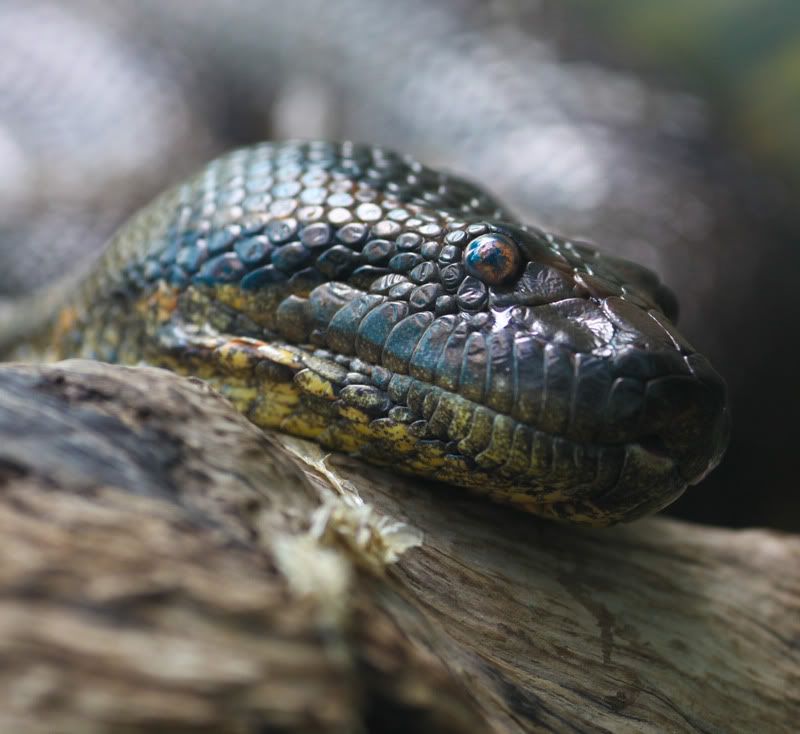 IMAGE: http://i998.photobucket.com/albums/af105/pbsteve77/snake11of1.jpg