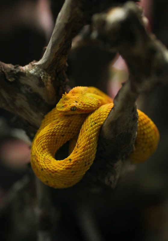 IMAGE: http://i998.photobucket.com/albums/af105/pbsteve77/snake21of1-1.jpg