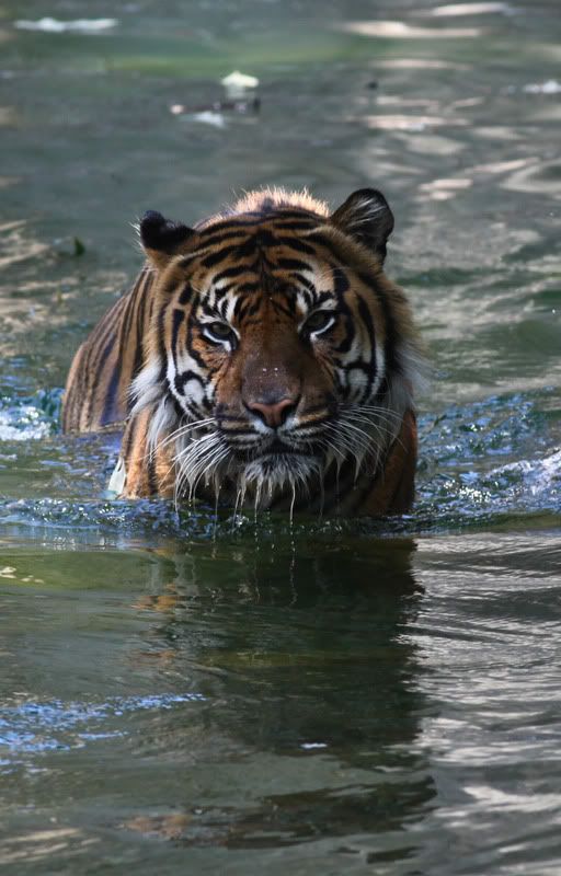 IMAGE: http://i998.photobucket.com/albums/af105/pbsteve77/tiger21of1.jpg