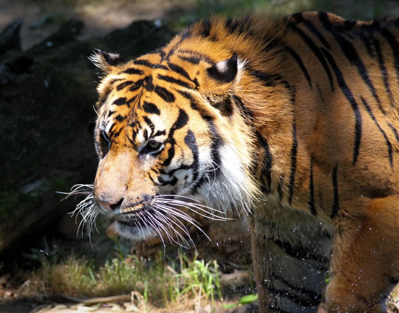 IMAGE: http://i998.photobucket.com/albums/af105/pbsteve77/tiger31of1.jpg