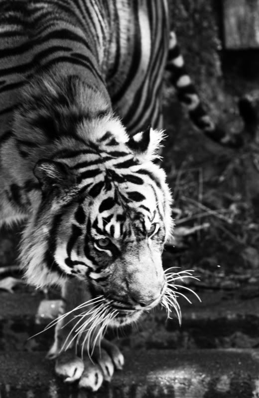 IMAGE: http://i998.photobucket.com/albums/af105/pbsteve77/tiger51of1.jpg