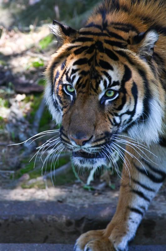 IMAGE: http://i998.photobucket.com/albums/af105/pbsteve77/tiger61of1.jpg