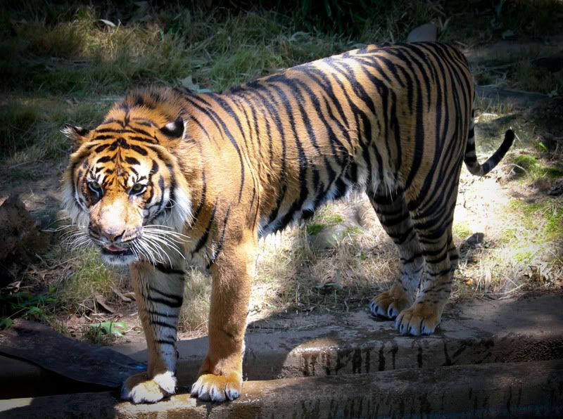 IMAGE: http://i998.photobucket.com/albums/af105/pbsteve77/tiger71of1.jpg