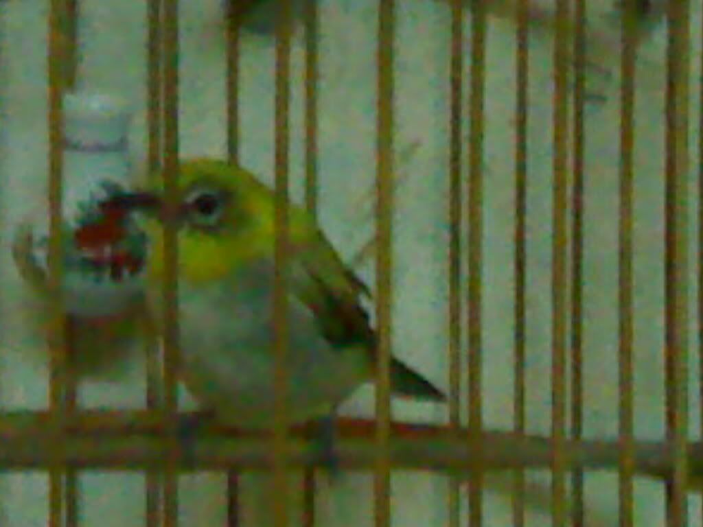 Khuyên này có lạ không?