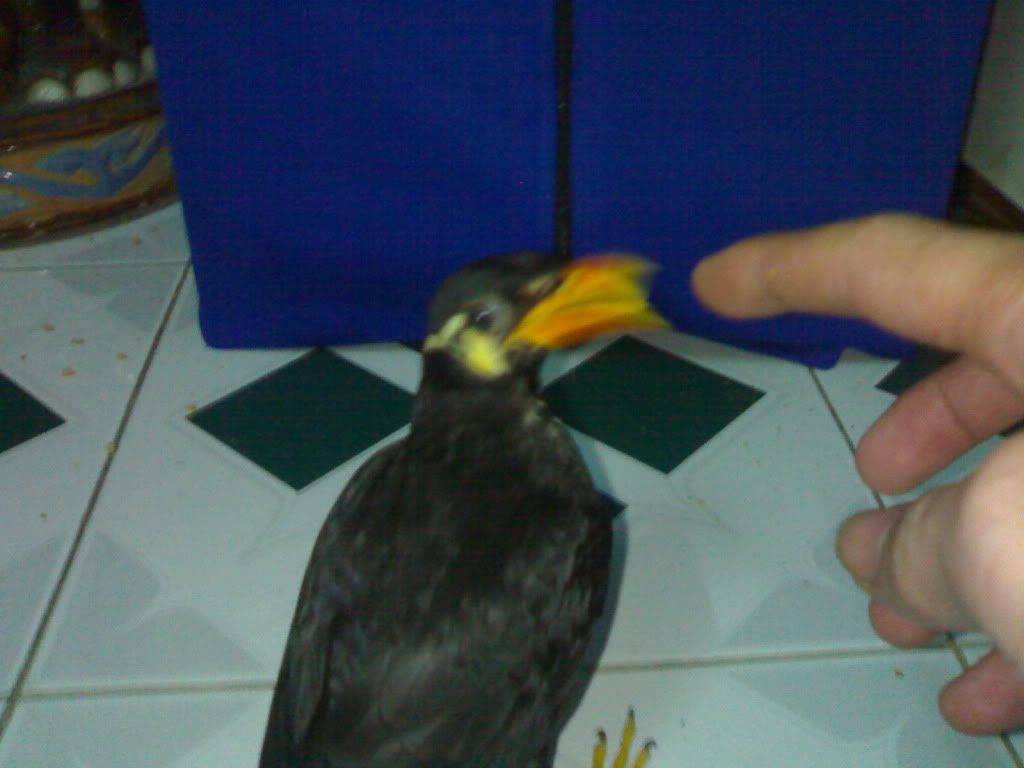 Phân biêt nhồng - gửi chú Xuân Vũ và AE