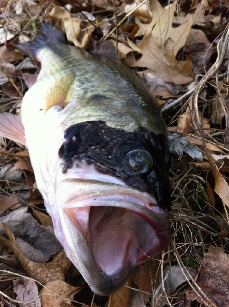 i know its a largemouth bass but why the black spots? need help BASS BARN