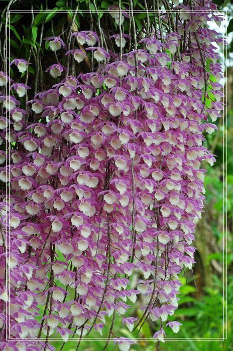 Lan thanh đạm một lọai lan rất đẹp . mại dô .... - 4